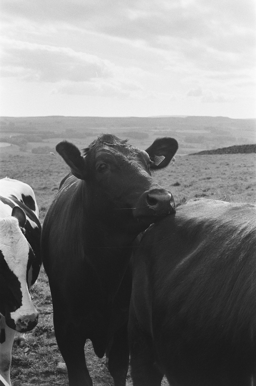 two cows standing next to each other in a field