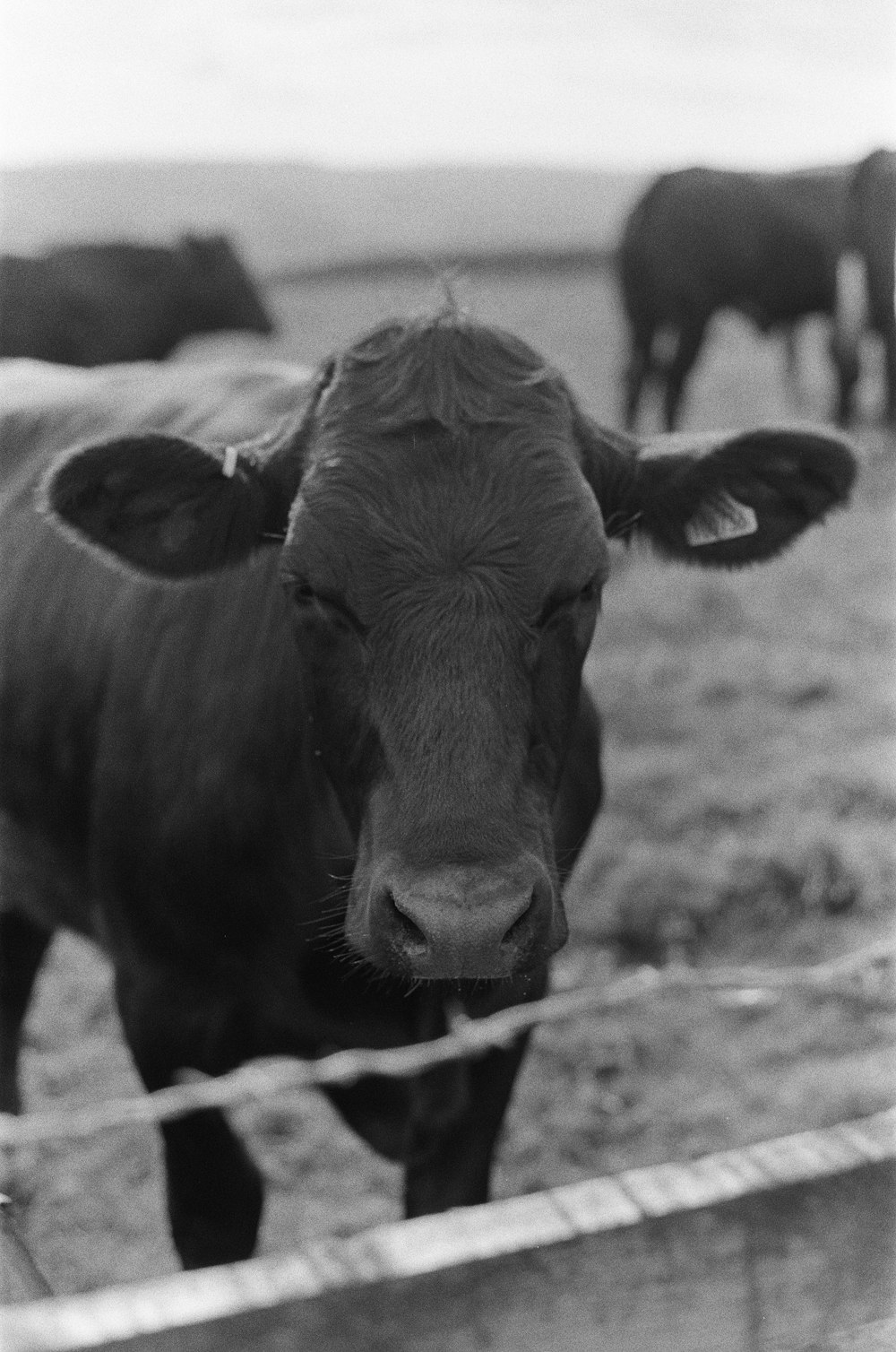 Una foto en blanco y negro de una vaca detrás de una cerca