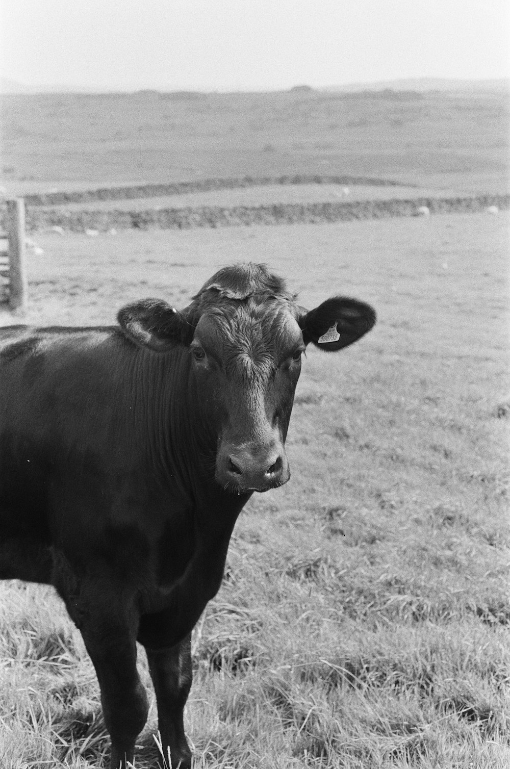 Una foto en blanco y negro de una vaca en un campo