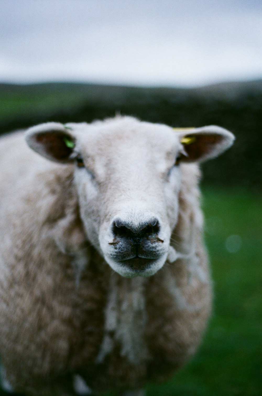 a close up of a sheep in a field