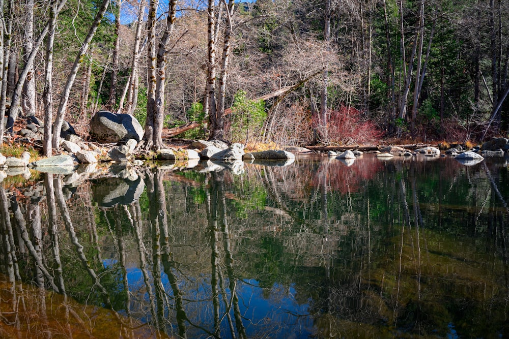 a body of water surrounded by trees and rocks