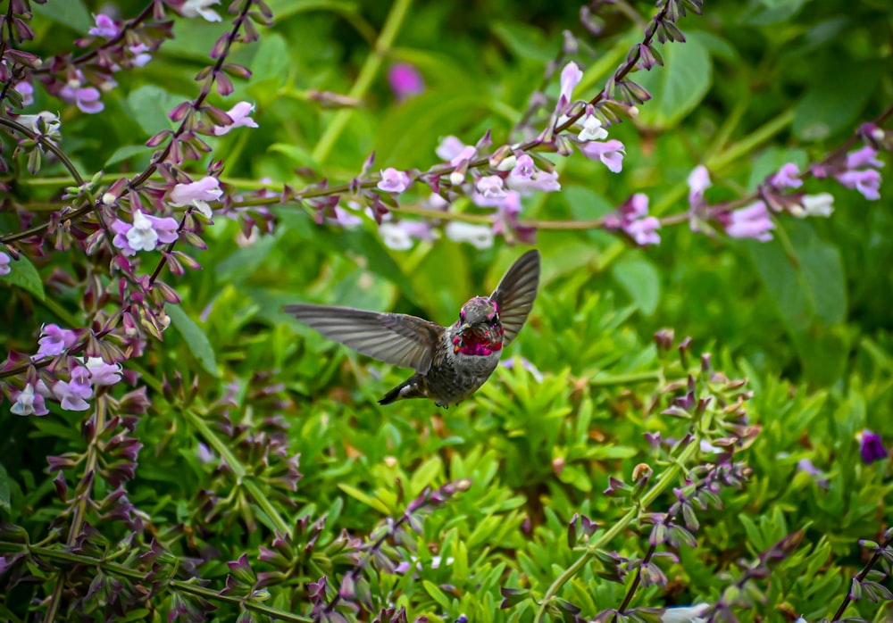 a small bird flying over a lush green field