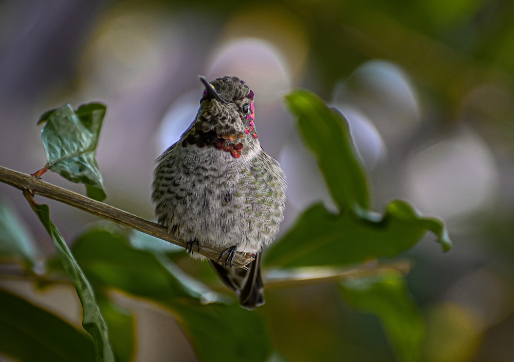 a small bird sitting on a tree branch