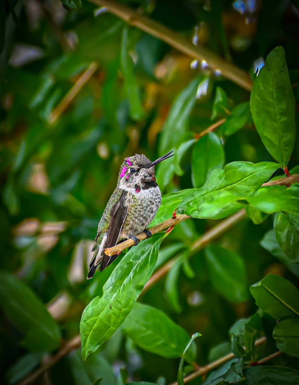 a small bird perched on a green leafy branch