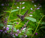 An emerald-green hummingbird hovering near a cluster of wildflowers.