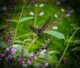 Close-up of a ruby-throated hummingbird hovering near bright tropical flowers in Roxborough Nature Park.
