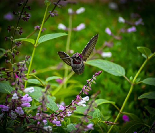 A close-up of a colorful hummingbird hovering near bright tropical flowers in Roxborough Nature Park.