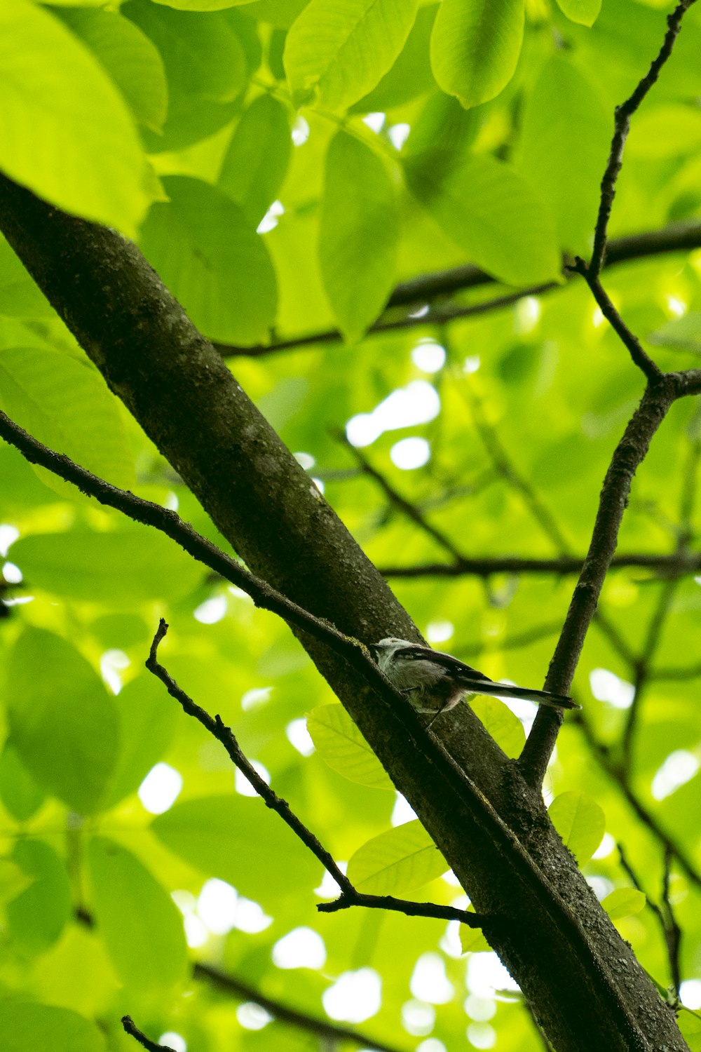 a bird is perched on a tree branch