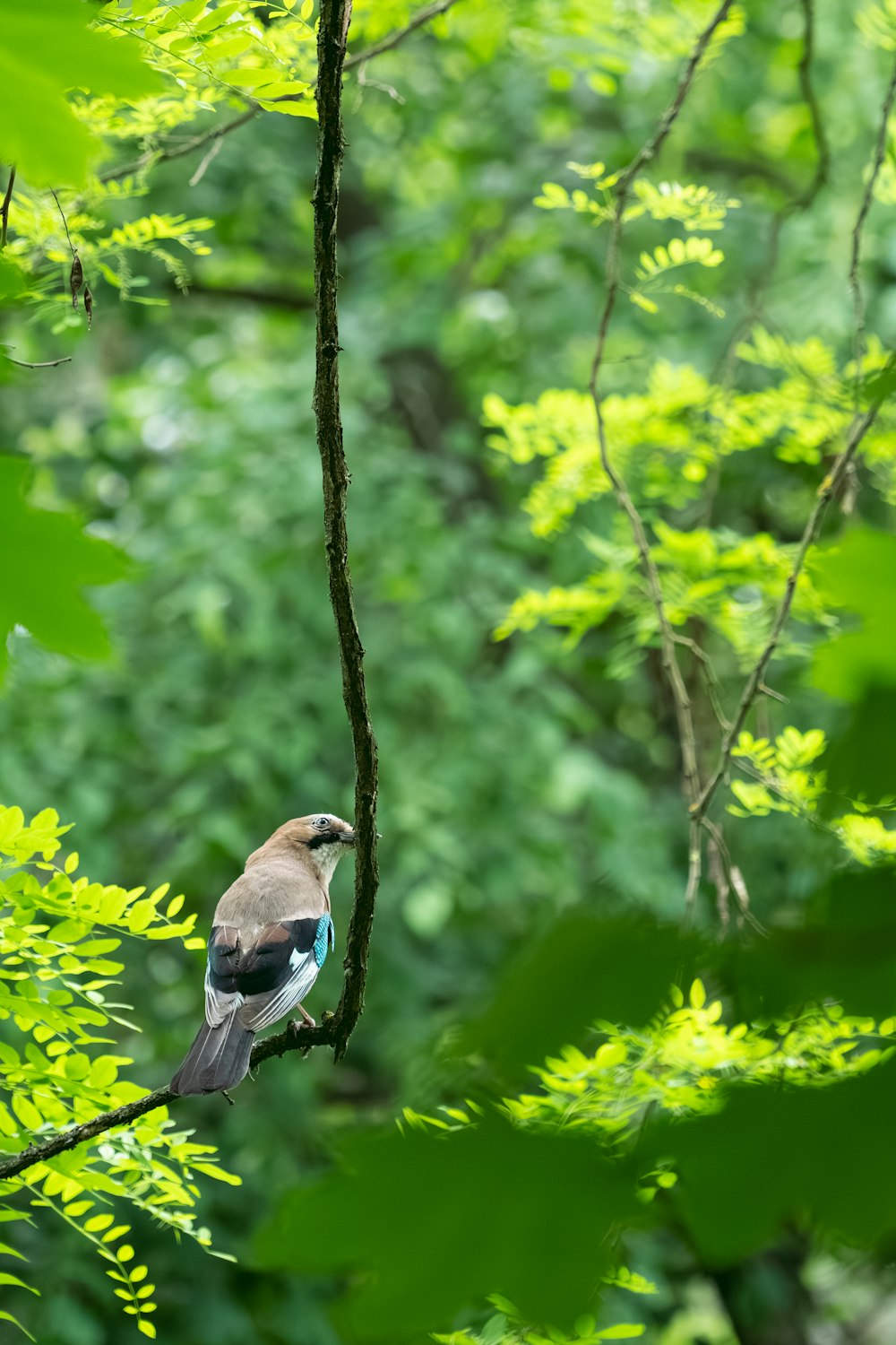 a bird perched on a branch in a tree