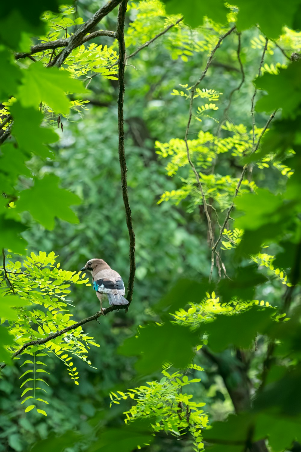 a bird perched on a tree branch in a forest