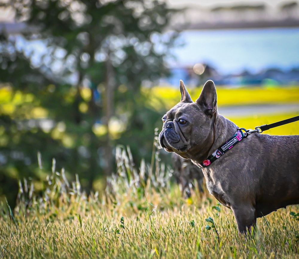 a dog is standing in the grass with a leash