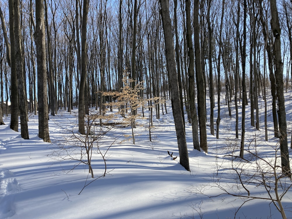 Ein Wald mit vielen schneebedeckten Bäumen