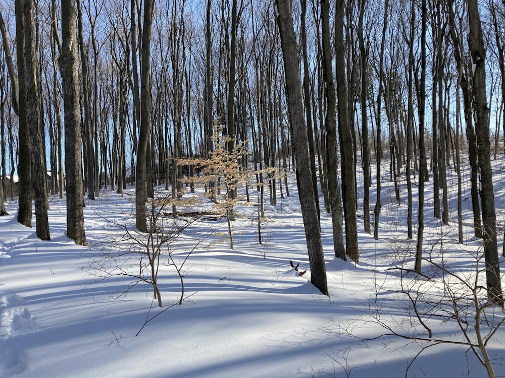 Un bosque lleno de muchos árboles cubiertos de nieve