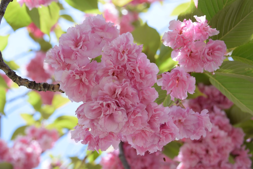 pink flowers are blooming on a tree branch