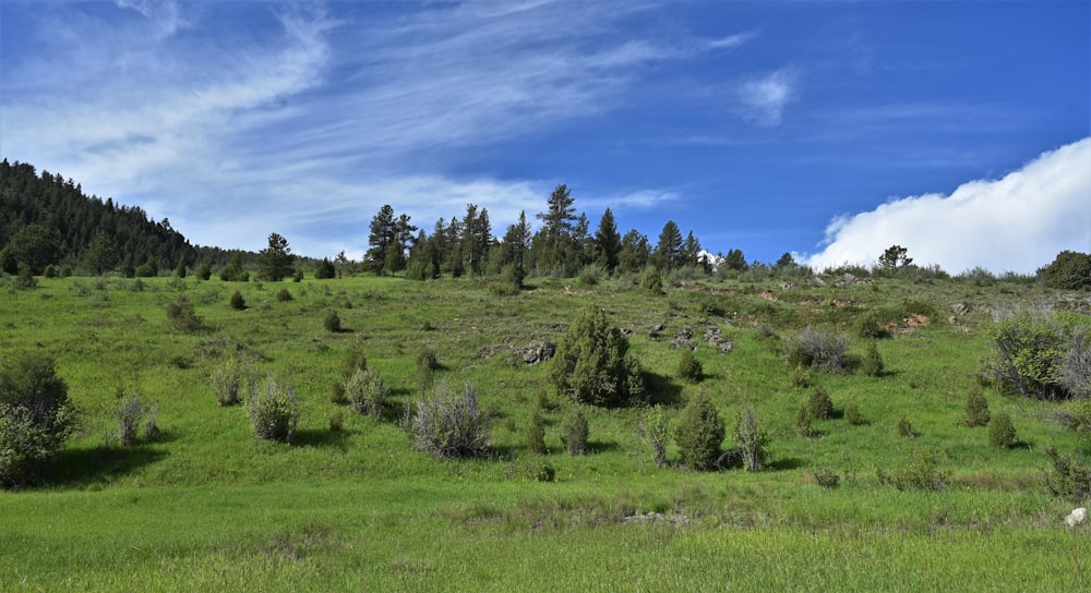 a lush green field with trees on a hill