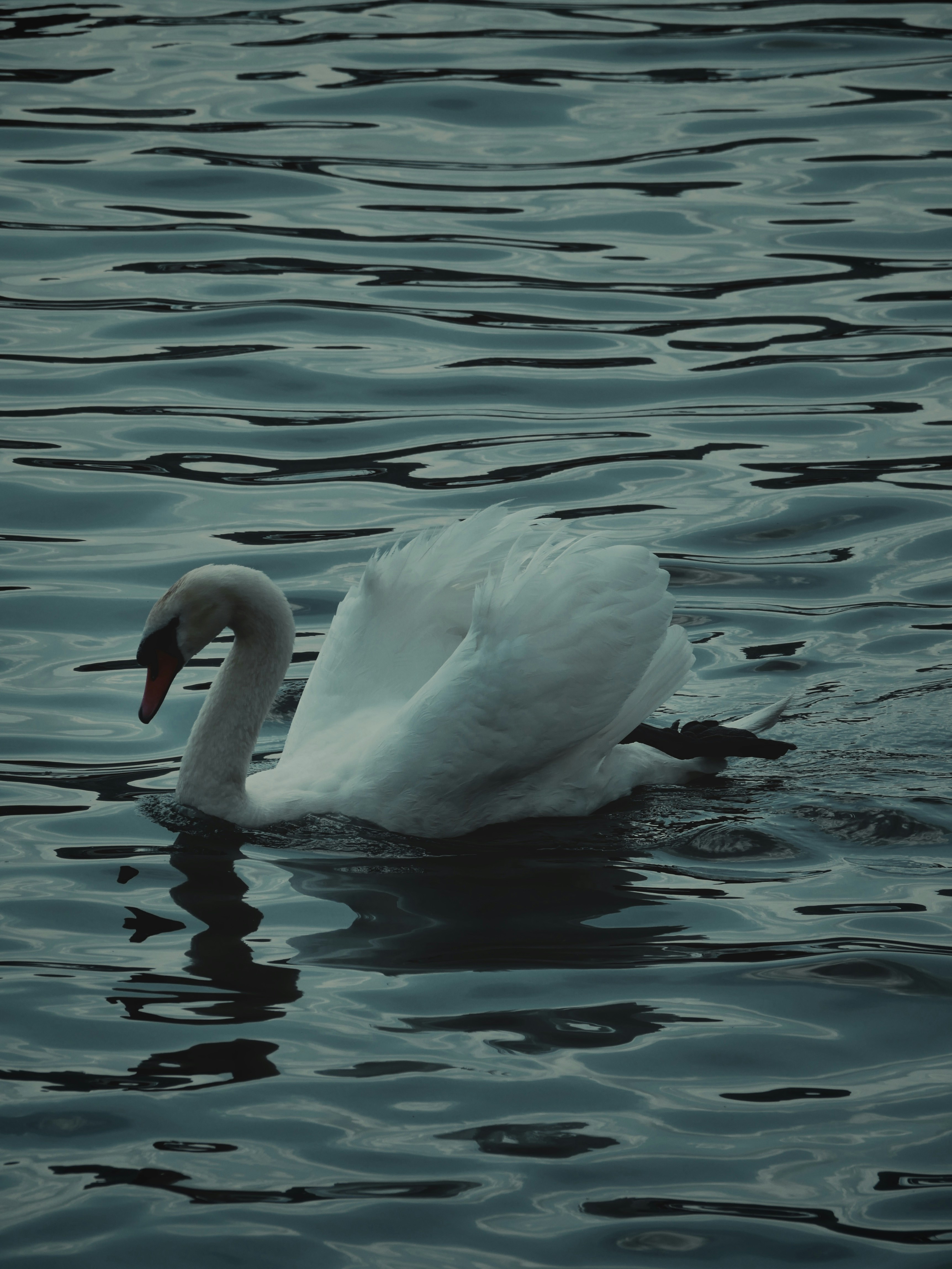 Photo by ruggeroguttilla