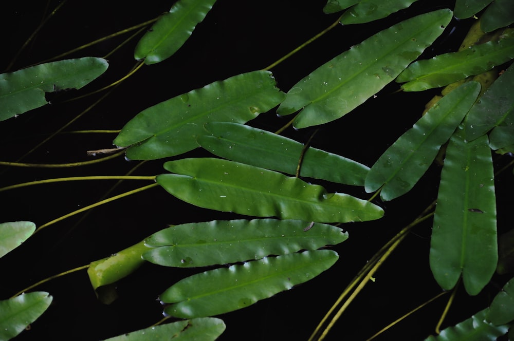 a bunch of green leaves with drops of water on them