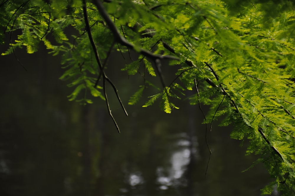 a branch of a tree hanging over a body of water