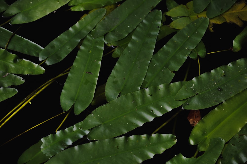 a close up of a leafy plant with drops of water on it