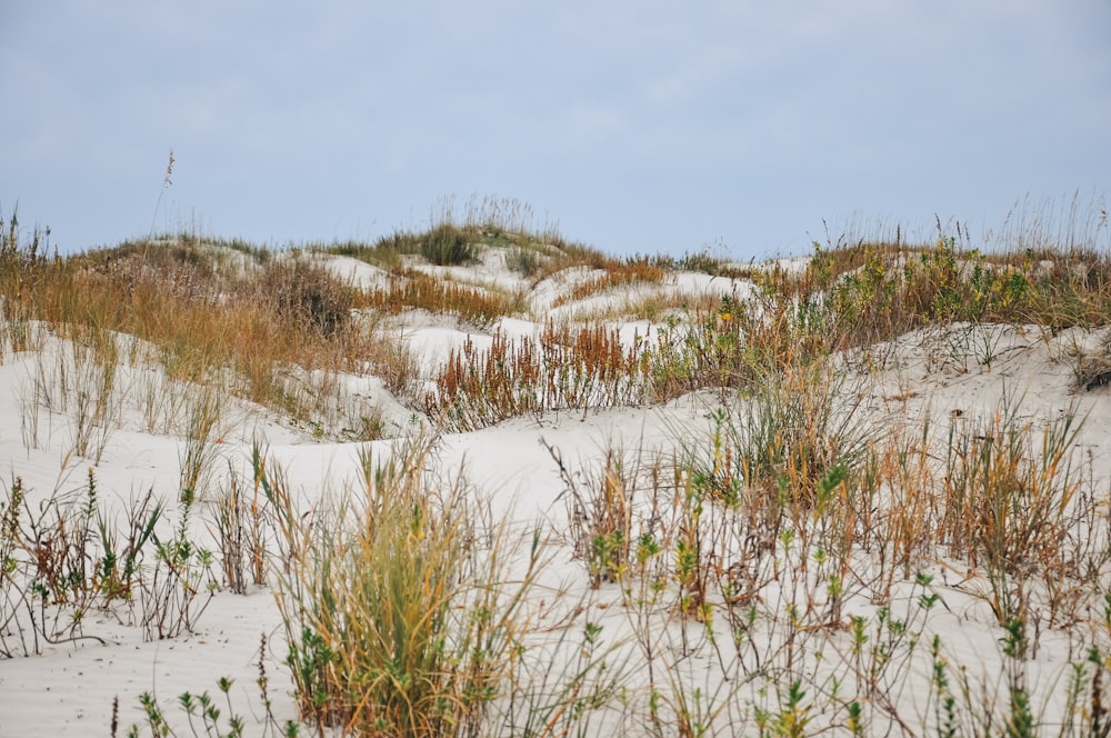 a sandy area with grass and plants growing out of it