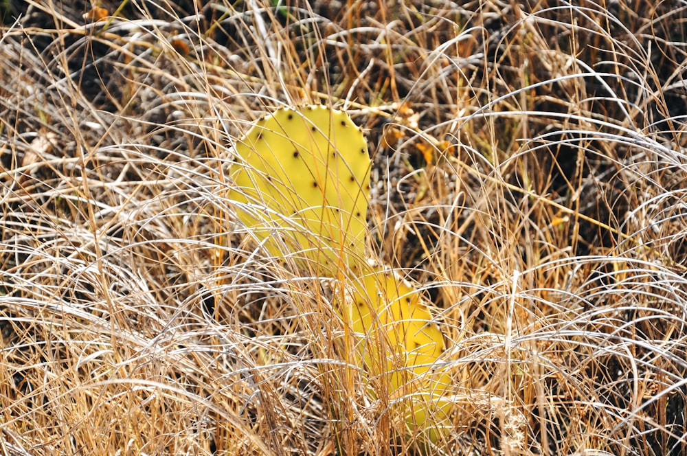 ein gelbes Blatt in einem Feld mit trockenem Gras