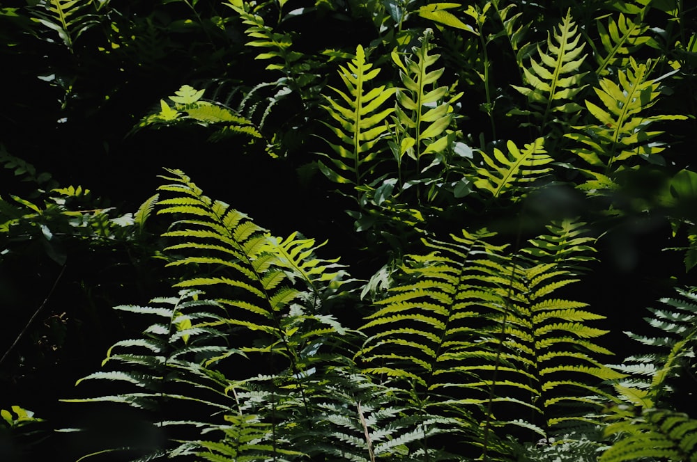 a close up of a green plant with lots of leaves