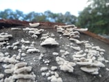White fungi are growing on the surface of a log, displaying various shapes and sizes. The textures are prominently visible, with the background featuring a soft blur of greenery, suggesting a natural setting.