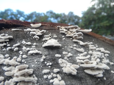 White fungi are growing on the surface of a log, displaying various shapes and sizes. The textures are prominently visible, with the background featuring a soft blur of greenery, suggesting a natural setting.