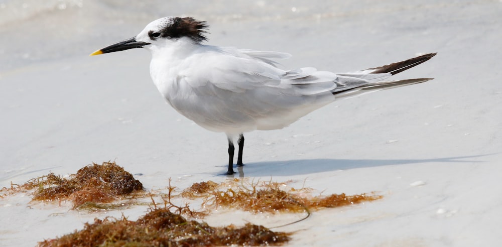 Un uccello bianco in piedi sulla cima di una spiaggia sabbiosa