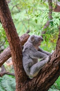 a koala sitting in a tree with its mouth open