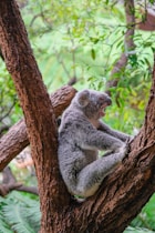 a koala sitting in a tree with its mouth open