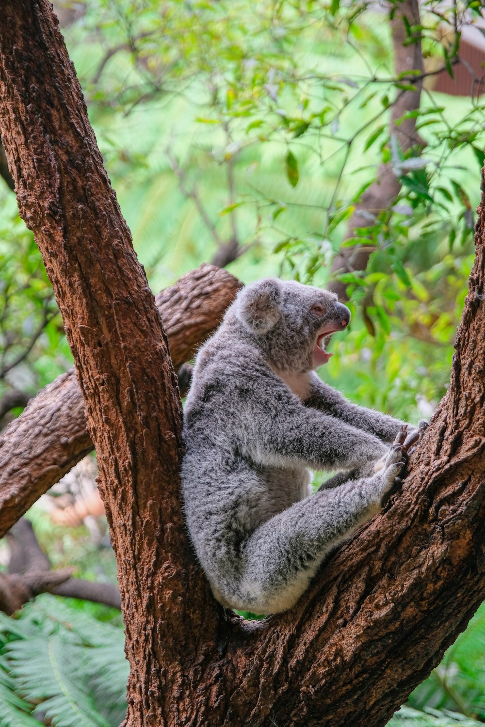 a koala sitting in a tree with its mouth open