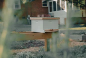 Rustic wooden hive boxes lined up neatly under soft morning light in a peaceful countryside.