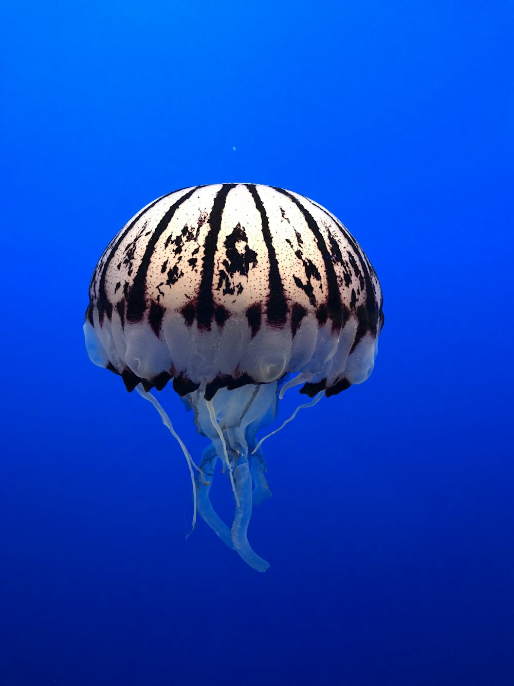 a white and black jellyfish floating in the ocean