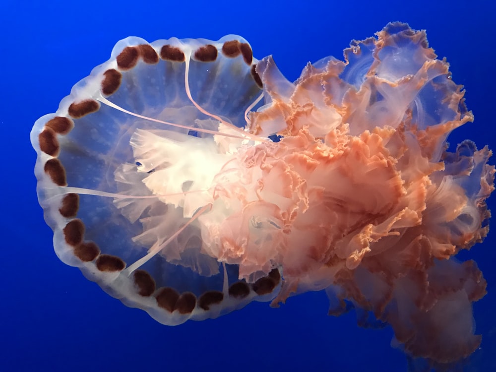 a jellyfish is swimming in the blue water