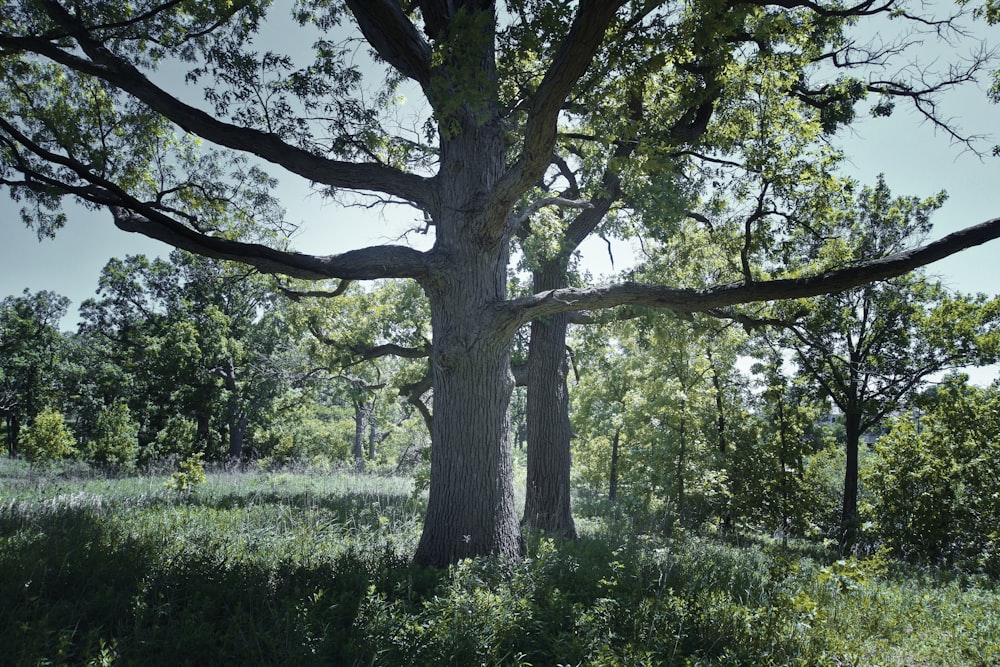 a large tree in the middle of a field