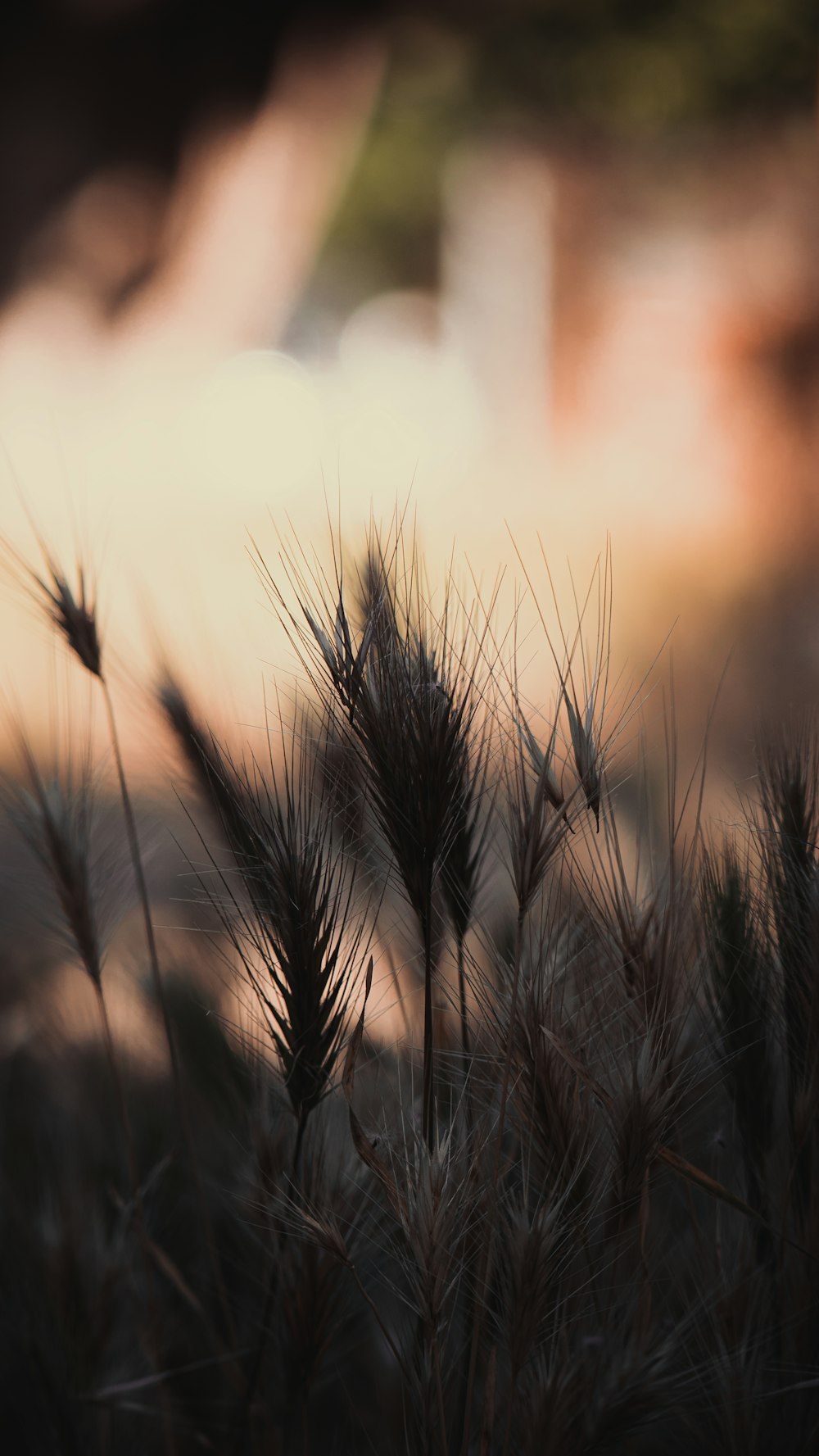 a blurry photo of a bunch of grass