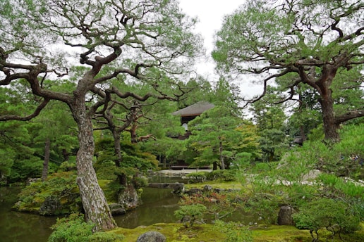 A serene Japanese garden with lush green foliage and elegantly twisted pine trees framing the scene. A traditional wooden building is partially visible in the background, set amidst the greenery and set beyond a small reflective pond surrounded by moss-covered rocks and colorful bushes.