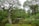 A serene Japanese garden with lush green foliage and elegantly twisted pine trees framing the scene. A traditional wooden building is partially visible in the background, set amidst the greenery and set beyond a small reflective pond surrounded by moss-covered rocks and colorful bushes.