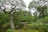 A serene Japanese garden with lush green foliage and elegantly twisted pine trees framing the scene. A traditional wooden building is partially visible in the background, set amidst the greenery and set beyond a small reflective pond surrounded by moss-covered rocks and colorful bushes.