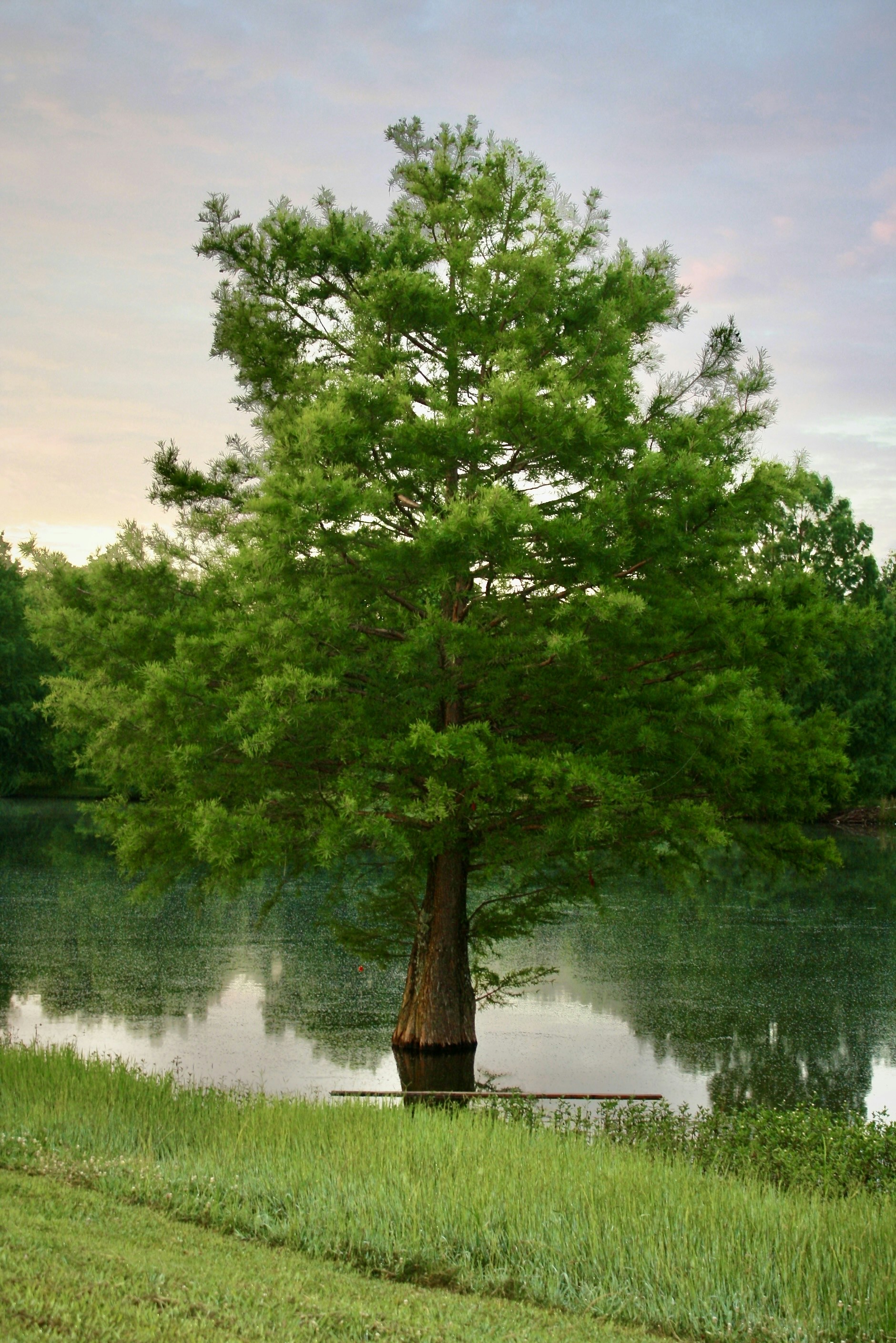 A large tree sitting on top of a lush green field photo – Free Summer ...