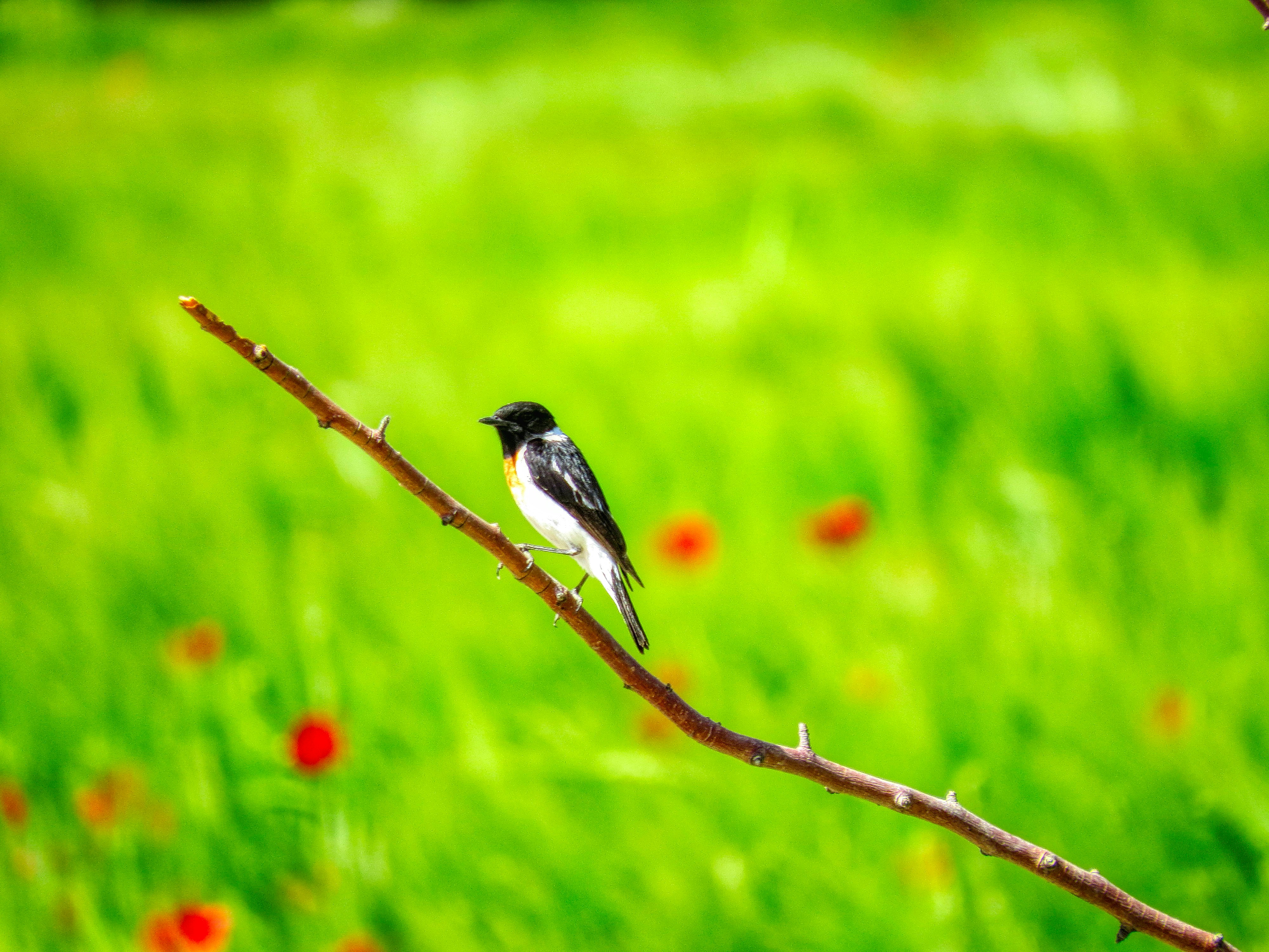 Photo by aliarjmandi