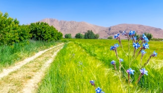 Borage plants growing wild along a rustic countryside path.