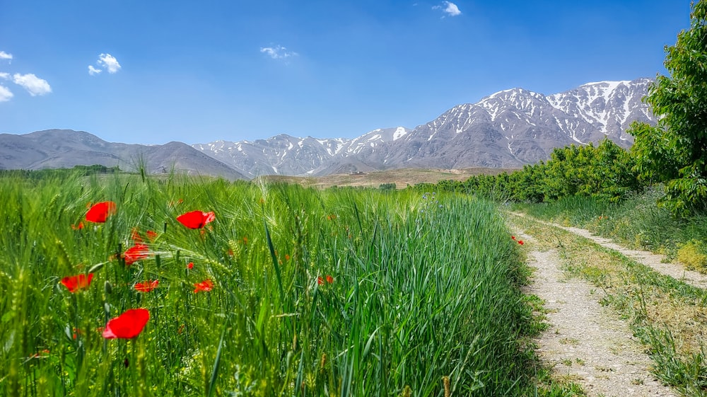 a dirt path in a field with red flowers