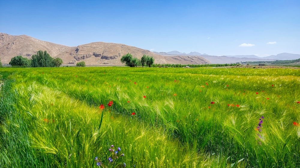 a field of green grass with mountains in the background