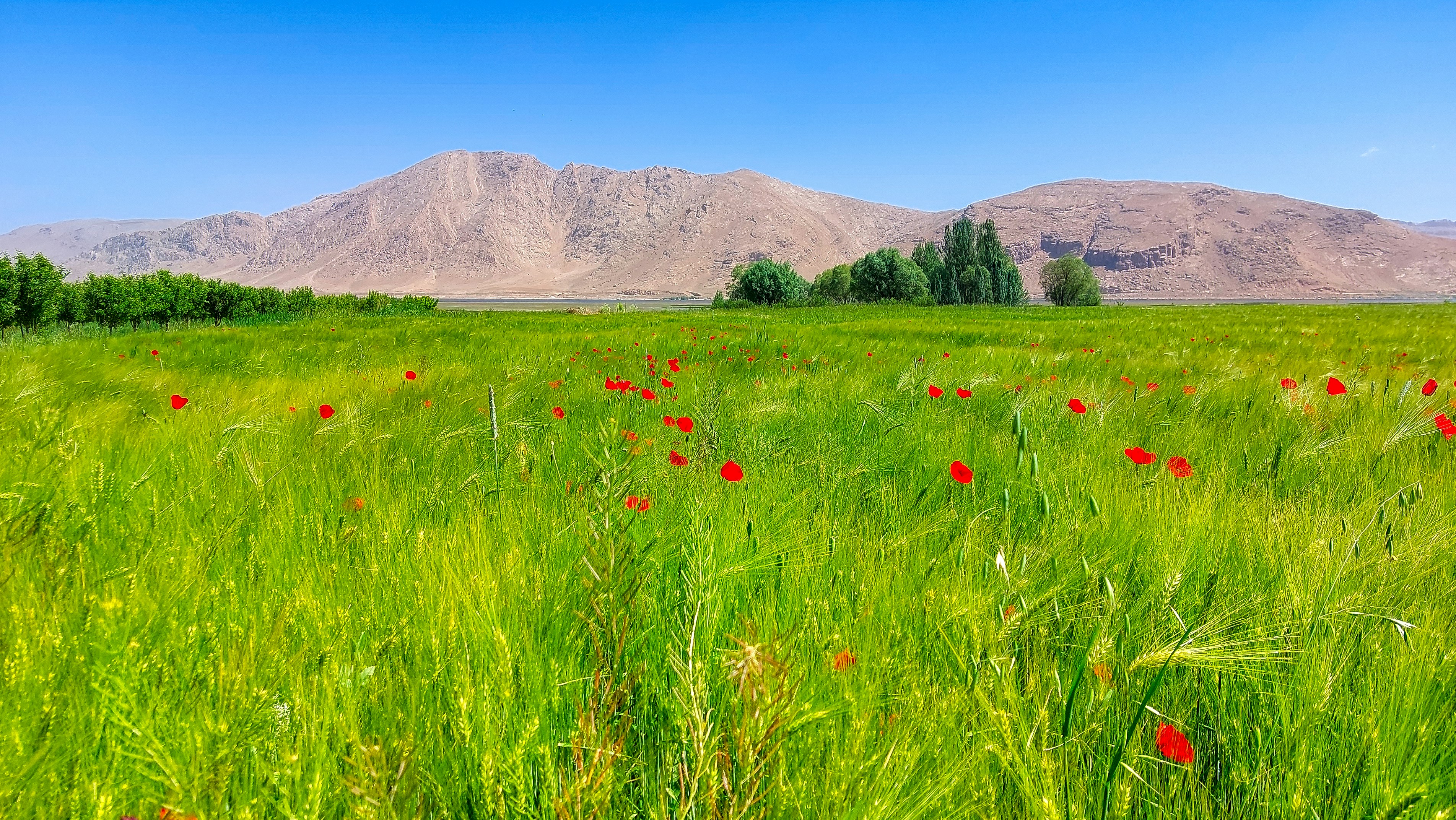 Photo by aliarjmandi