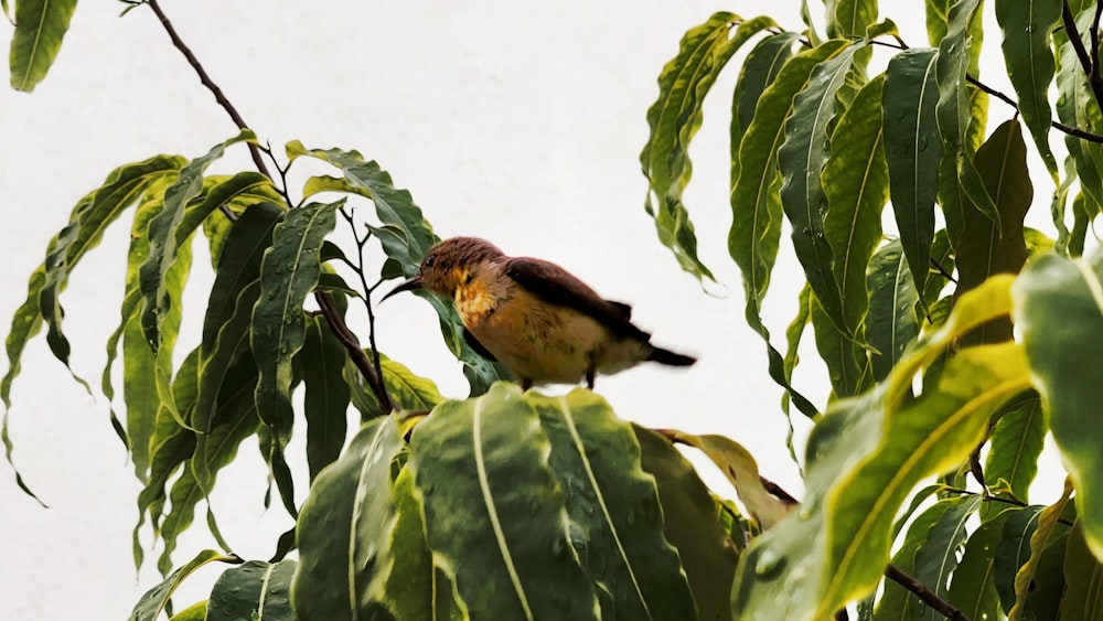 a bird perched on top of a green leafy tree