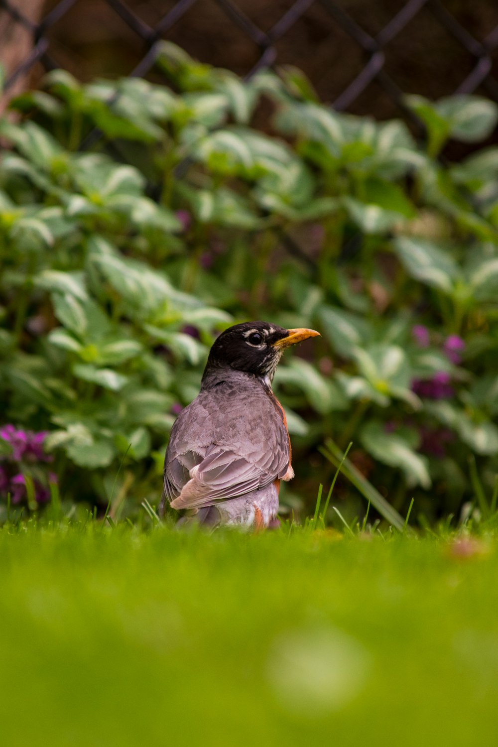 a small bird is sitting in the grass