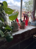 A windowsill garden with several potted plants. The pots have animal faces, adding a whimsical touch. Lush green leaves from a pothos plant cascade over the edge, while other foliage in red vases adds contrast. The background shows an outdoor scene with blurred buildings and sky.