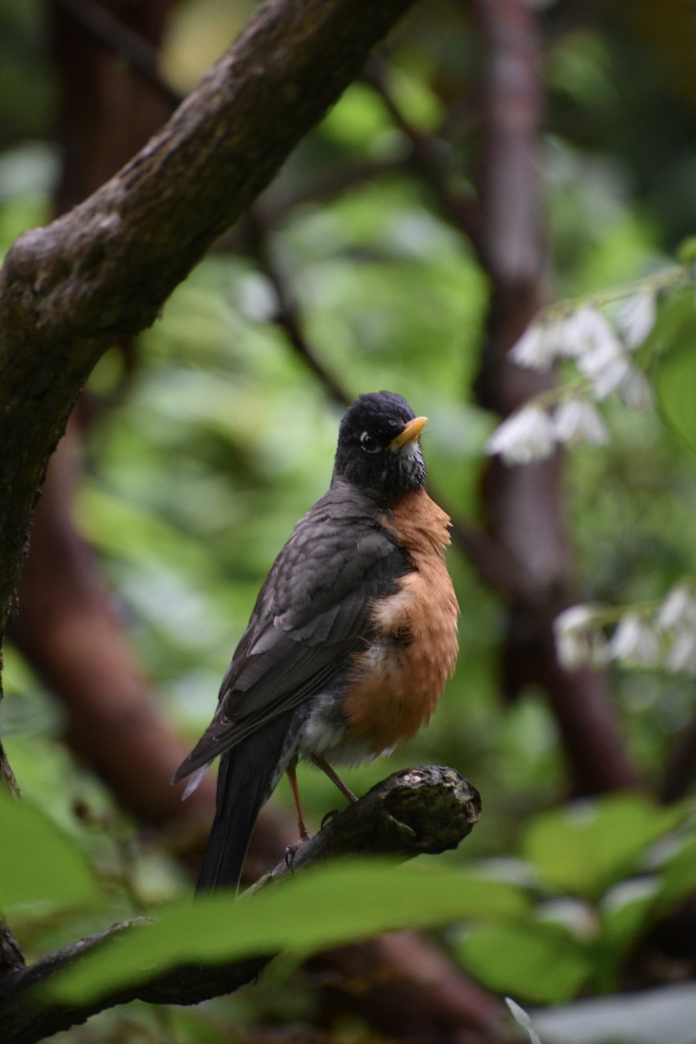 a bird sitting on a branch in a tree